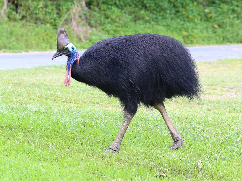 A southern cassowary in rainforest