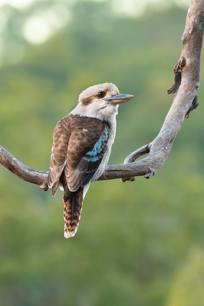 A laughing kookaburra on a branch