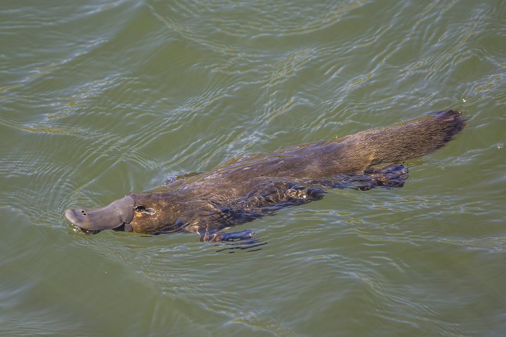 A platypus swimming in a stream