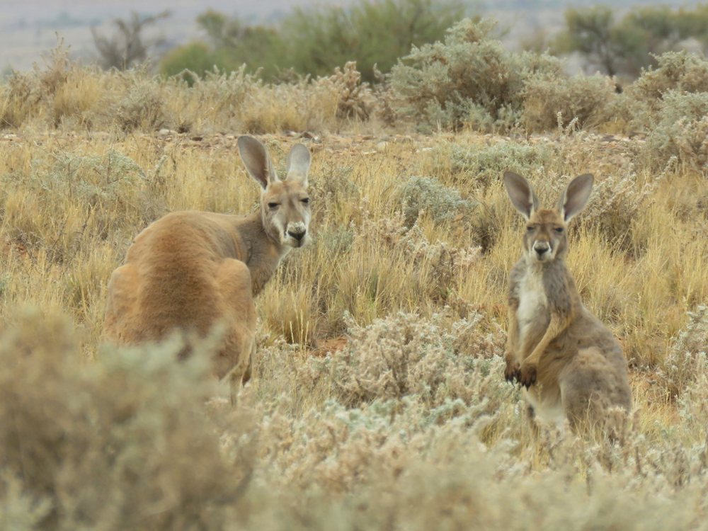 A red kangaroo standing in the outback