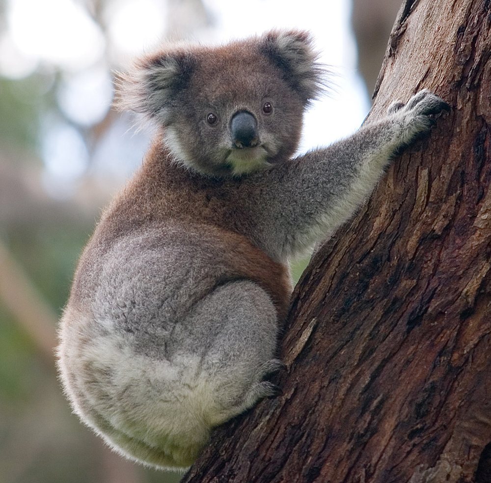 A koala resting in a eucalyptus tree
