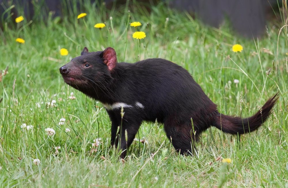A Tasmanian devil on the ground