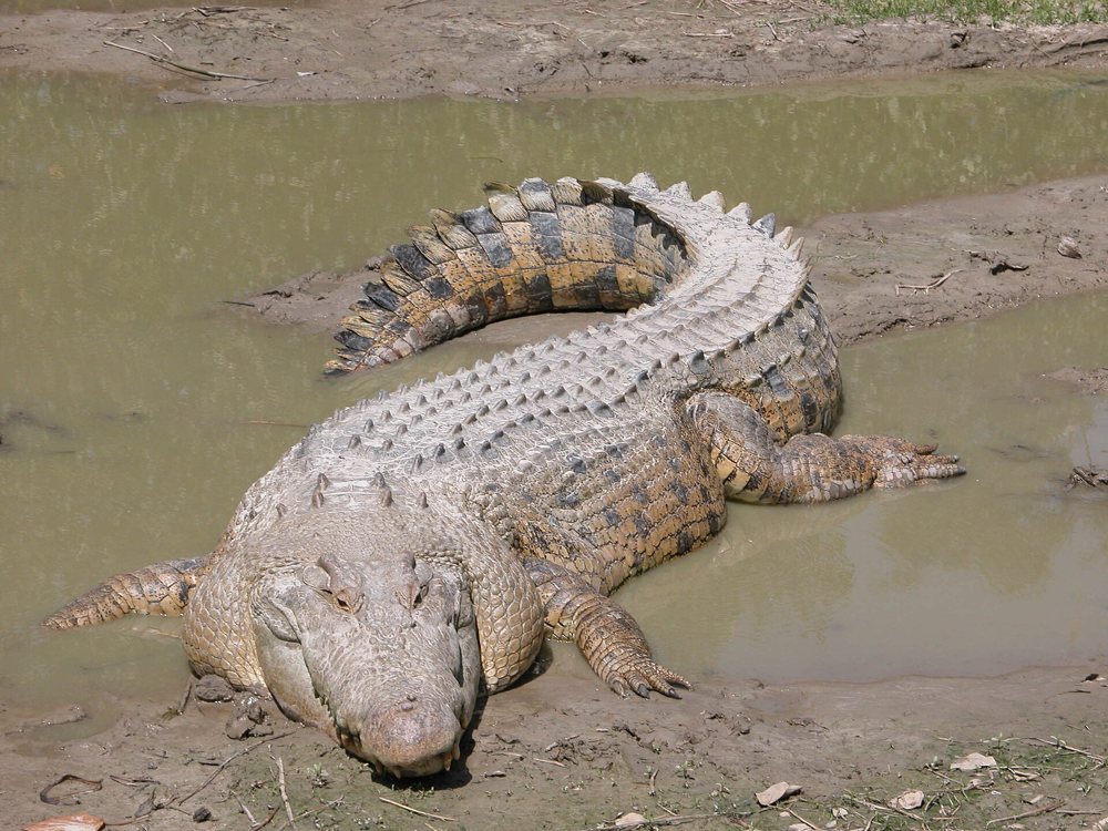 A saltwater crocodile on a riverbank